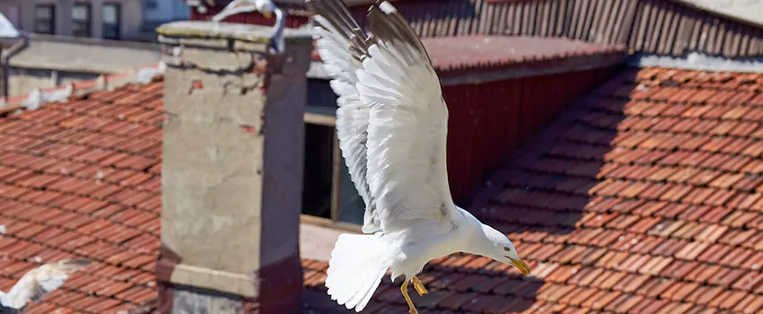 Residential Chimney Animal Removal Solution in Hobbs, NM