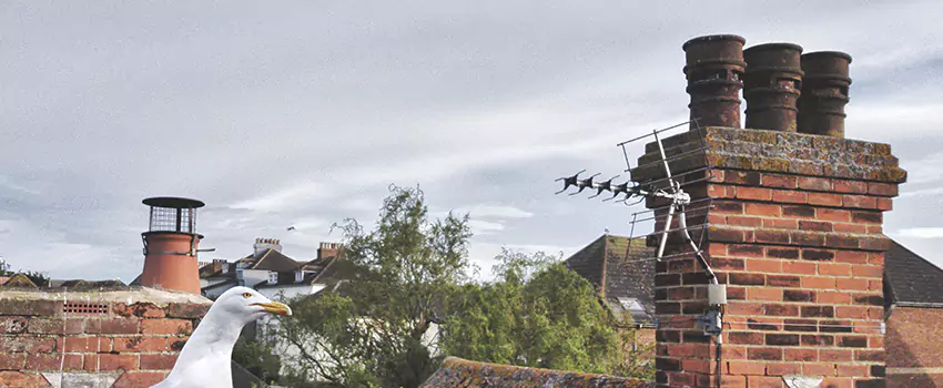 Chimney Cleaning And Restoration in Hobbs, New Mexico